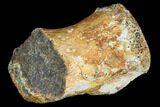 Dinosaur Caudal Vertebra (Hadrosaur) - Aguja Formation, Texas #105047-1